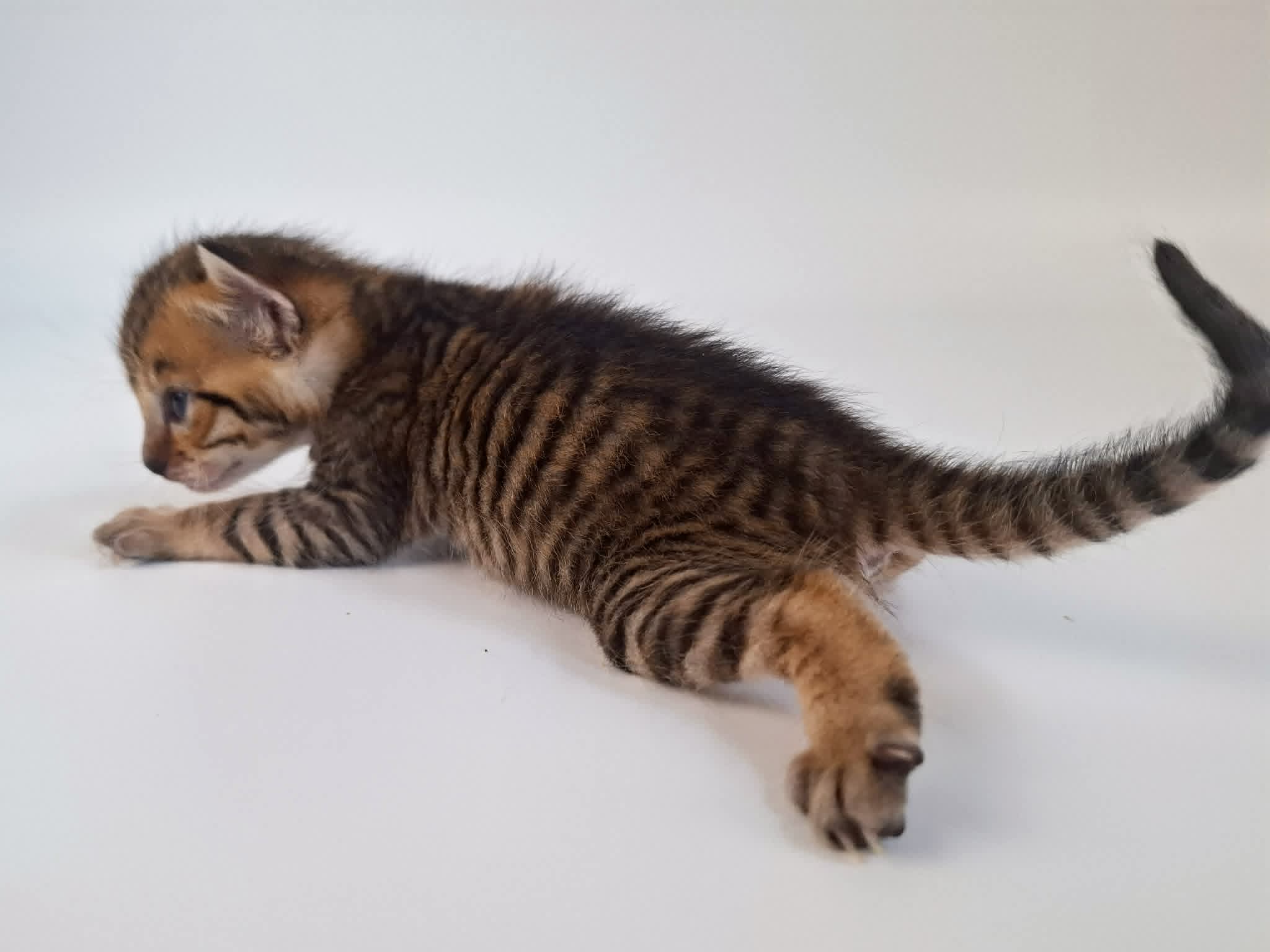 Kitten 5